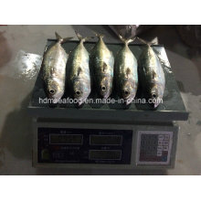 Maquereau indien aux nouveaux poissons (150-200g)